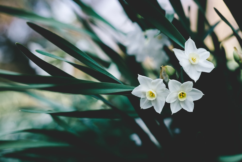 fiori dai petali bianchi durante il giorno