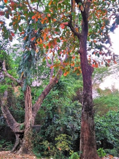 Tall trees with textured bark and vibrant green leaves fill the scene. A variety of leaves exhibit hues of red and orange, suggesting seasonal change. Lush vegetation surrounds the area, creating a dense and thriving forest environment.