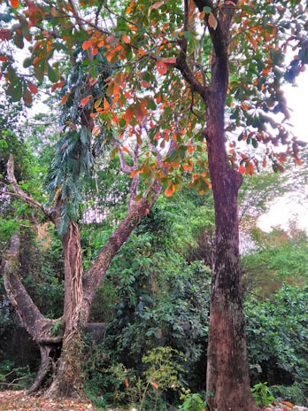 Tall trees with textured bark and vibrant green leaves fill the scene. A variety of leaves exhibit hues of red and orange, suggesting seasonal change. Lush vegetation surrounds the area, creating a dense and thriving forest environment.