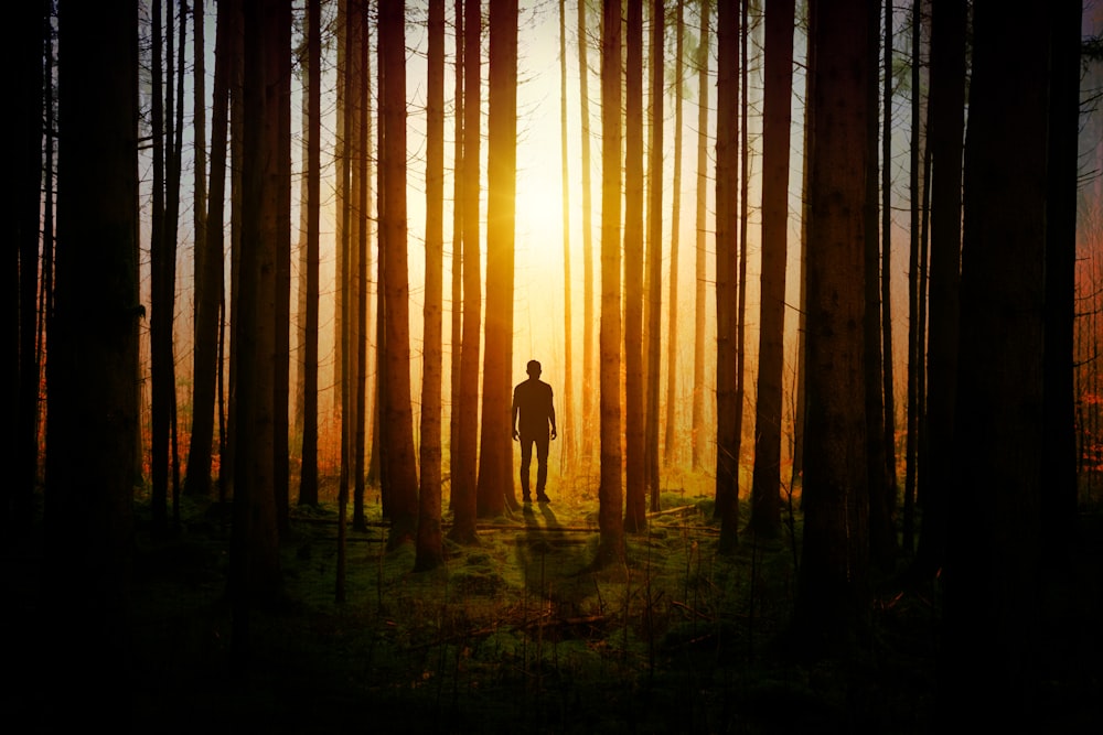 silhueta do homem dentro da floresta durante o crepúsculo