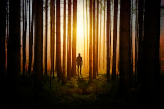 silhouette of man inside the forest during dusk