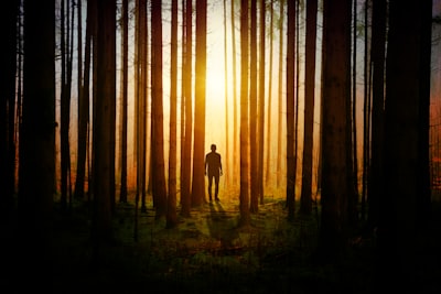 silhouette of man inside the forest during dusk dangerous teams background