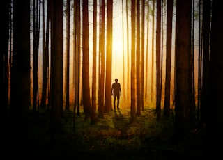 silhouette of man inside the forest during dusk