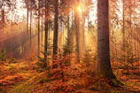 forest heat by sunbeam