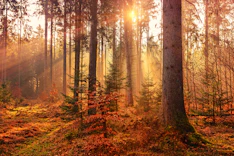 Forêt d’automne lumineuse pour l’apaisement et l'ancrage