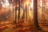 forest heat by sunbeam
