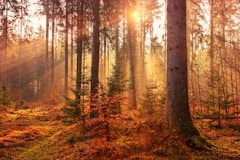 forest heat by sunbeam