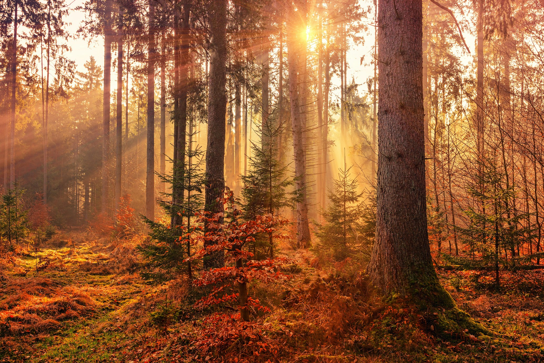 alberi in un bosco autunnale illuminato da una calda luce