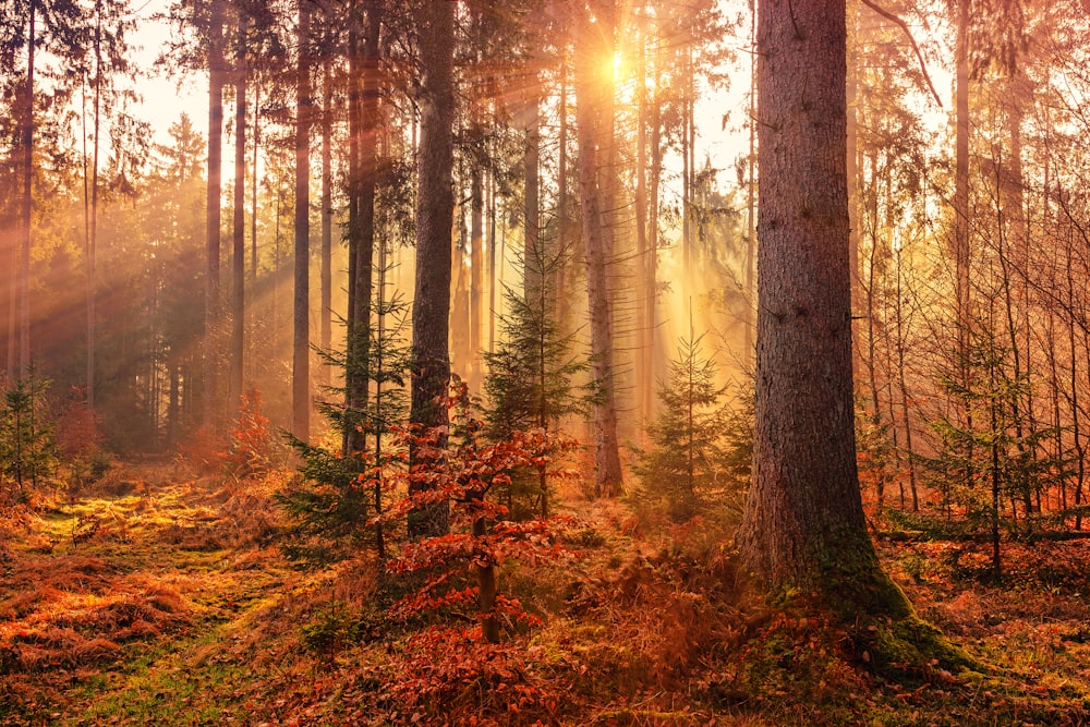 太陽の光による森林熱