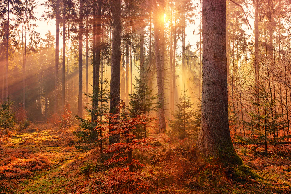 Bosque nativo con rayos de sol entre los árboles