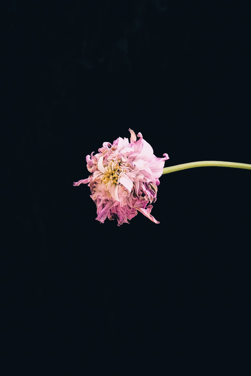 Fotografía de enfoque selectivo de flor de pétalos rosados