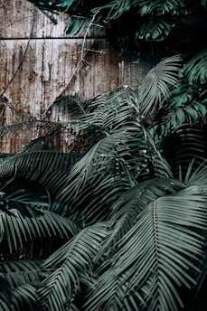 Dense green palm leaves overlap, creating a textured layer against a rustic wooden wall backdrop. Some small vines are interspersed among the palm fronds.