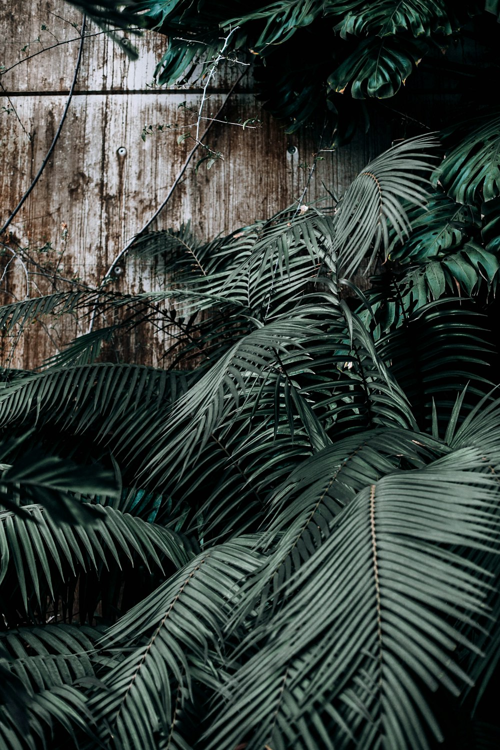 a bunch of palm trees in front of a wooden wall