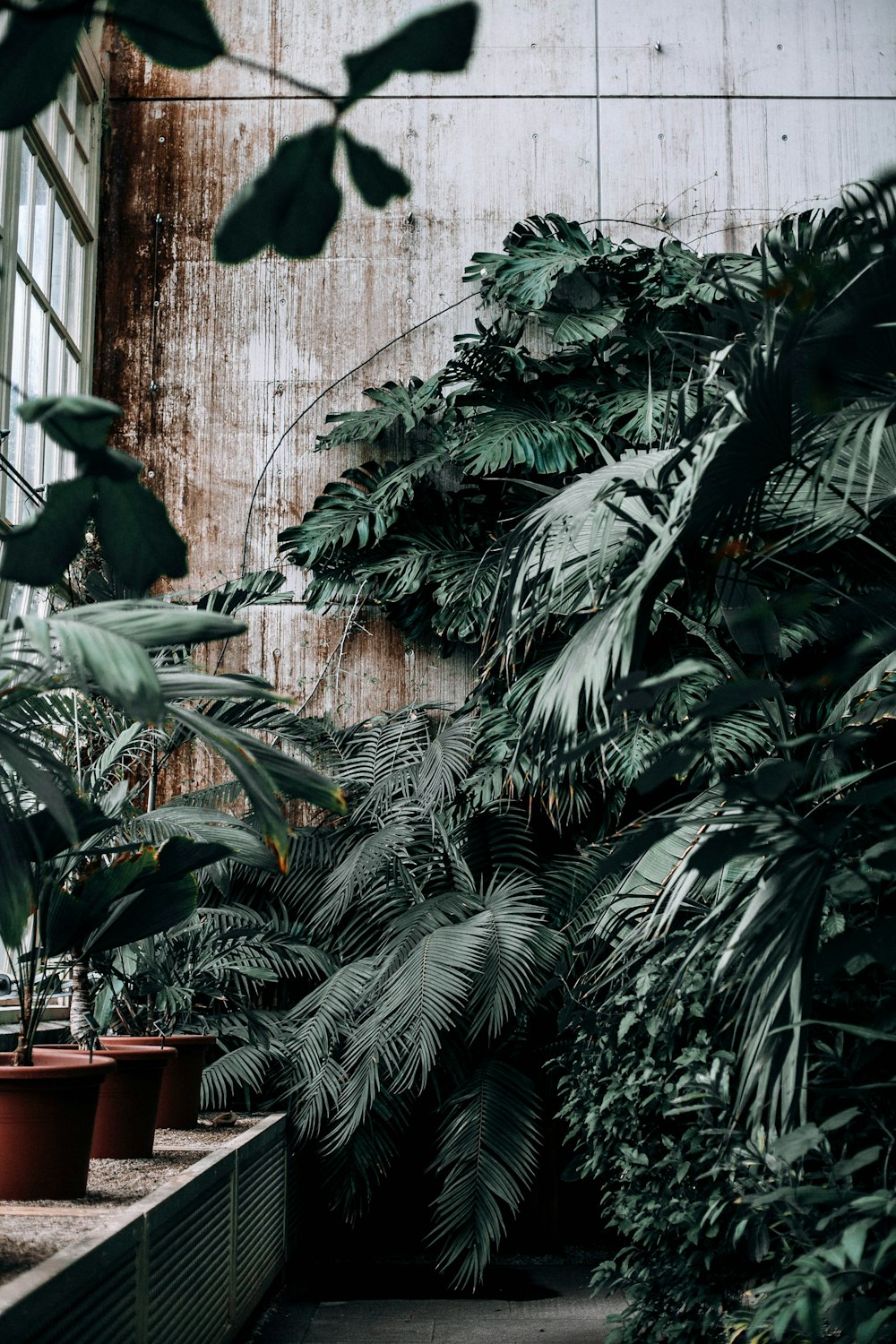 several plants inside green house