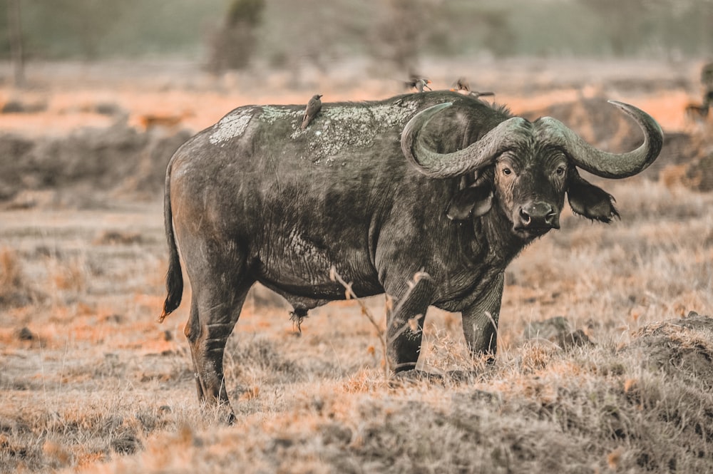 bufalo d'acqua