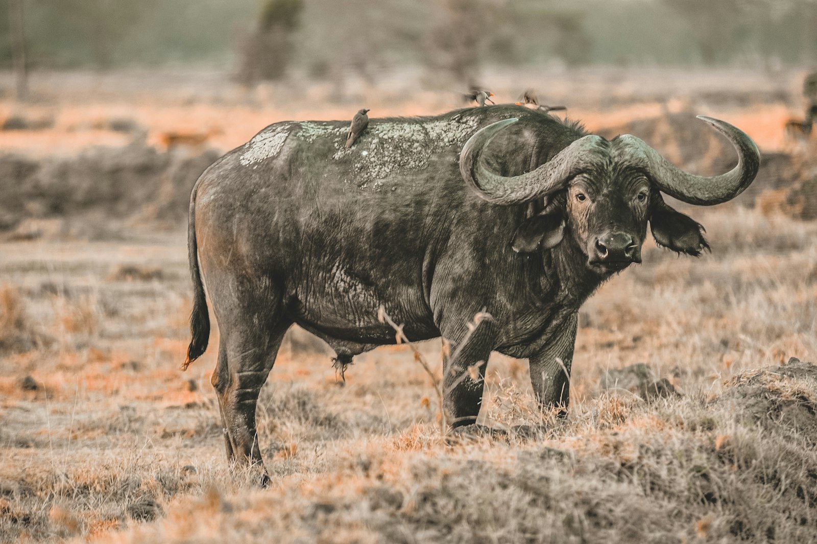 Nikon D700 + Nikon AF Nikkor 80-400mm F4.5-5.6D ED VR sample photo. Water buffalo photography