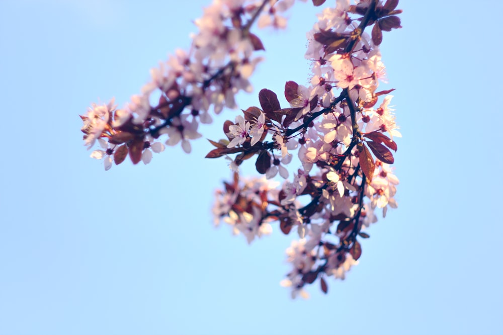 shallow focus photo of white flowers