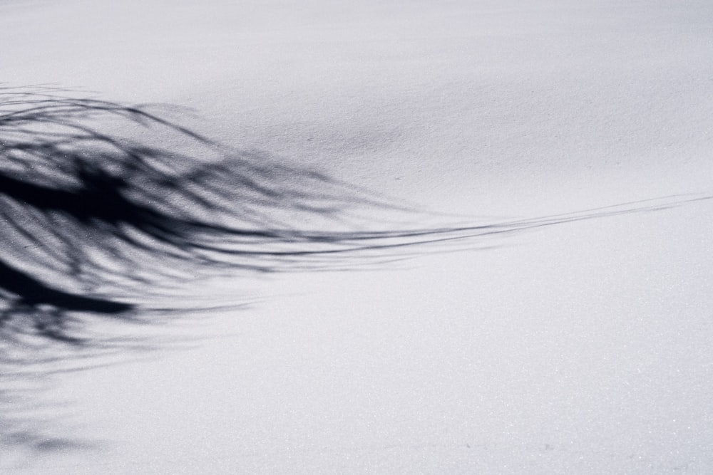 a bird flying through the air over a snow covered ground