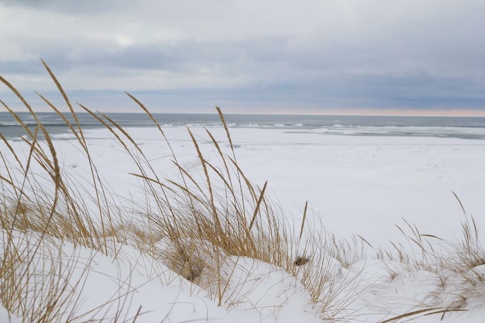 brown grass near sea shore