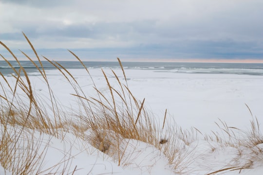 brown grass near sea shore in South Haven United States