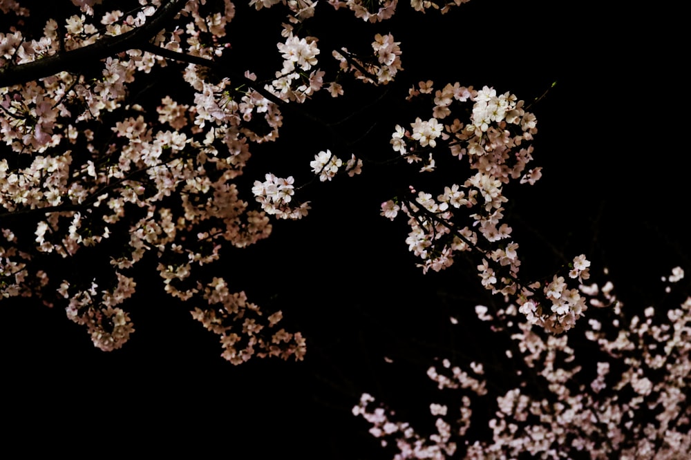 low angle photography of white petaled flower