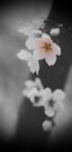 Soft-focus image of cherry blossom branches, reflecting the brand's name and aesthetic.