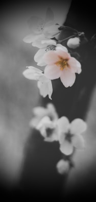 Soft-focus image of cherry blossom branches, reflecting the brand's name and aesthetic.