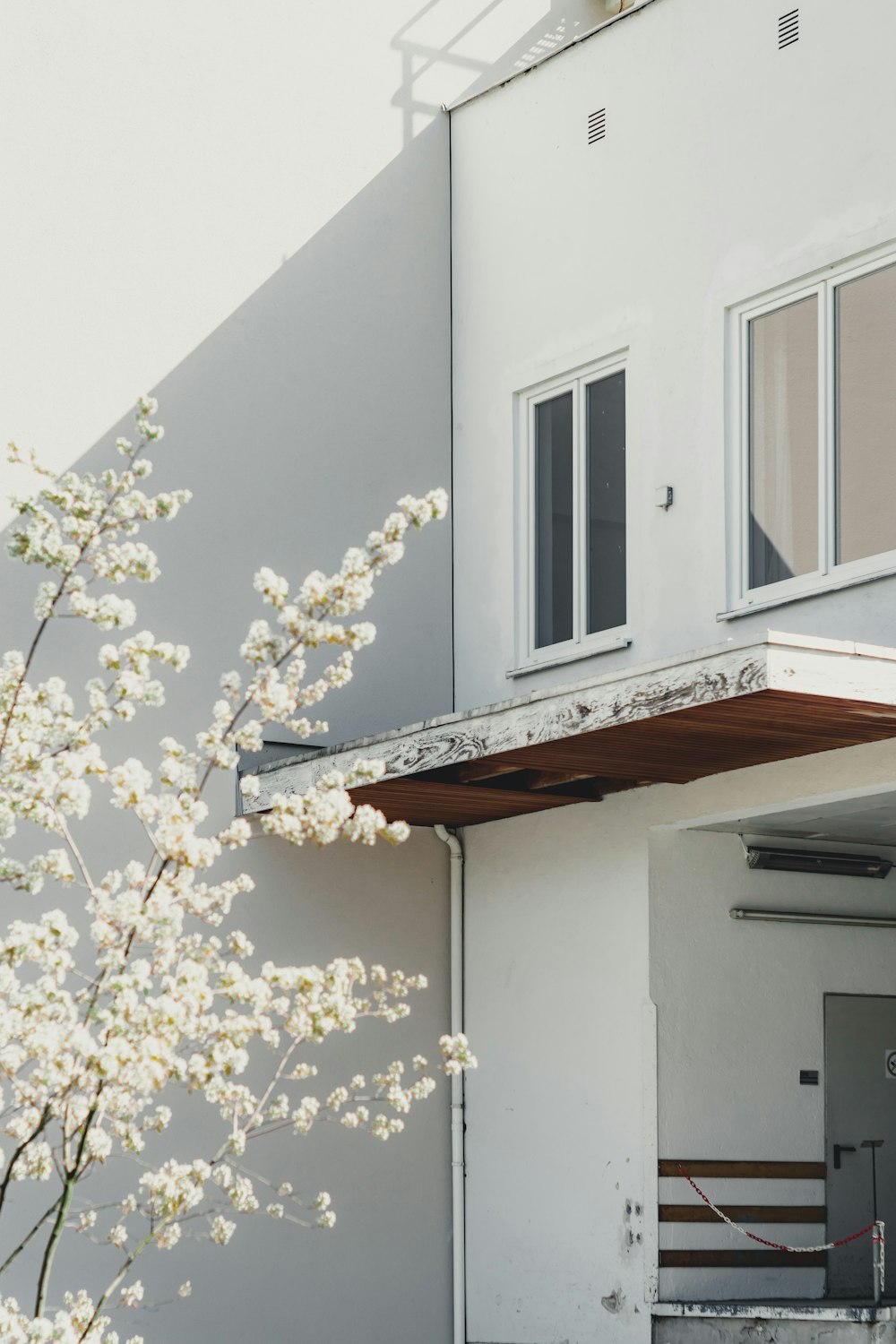 white cherry blossom tree near high-rise building