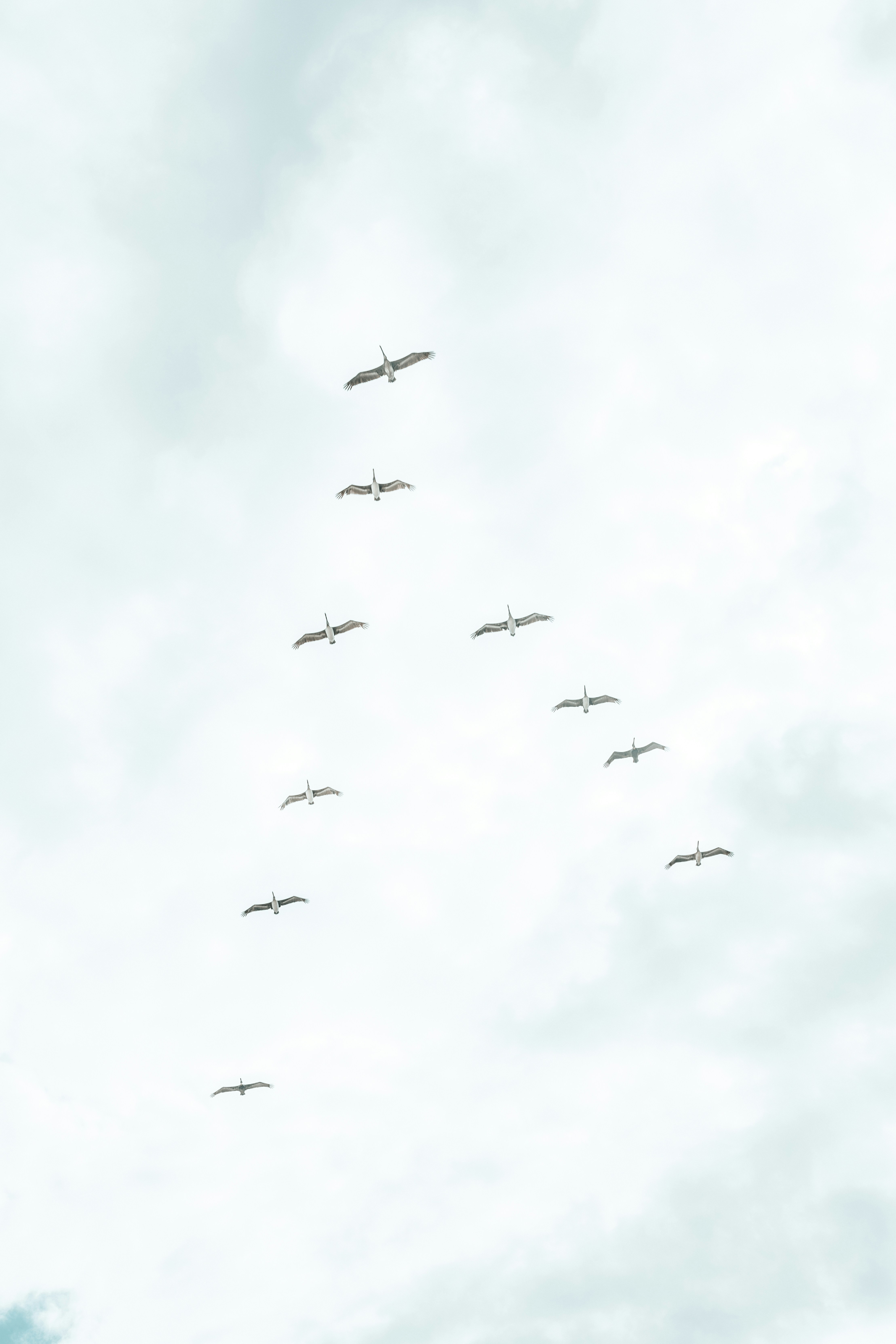 flight of birds