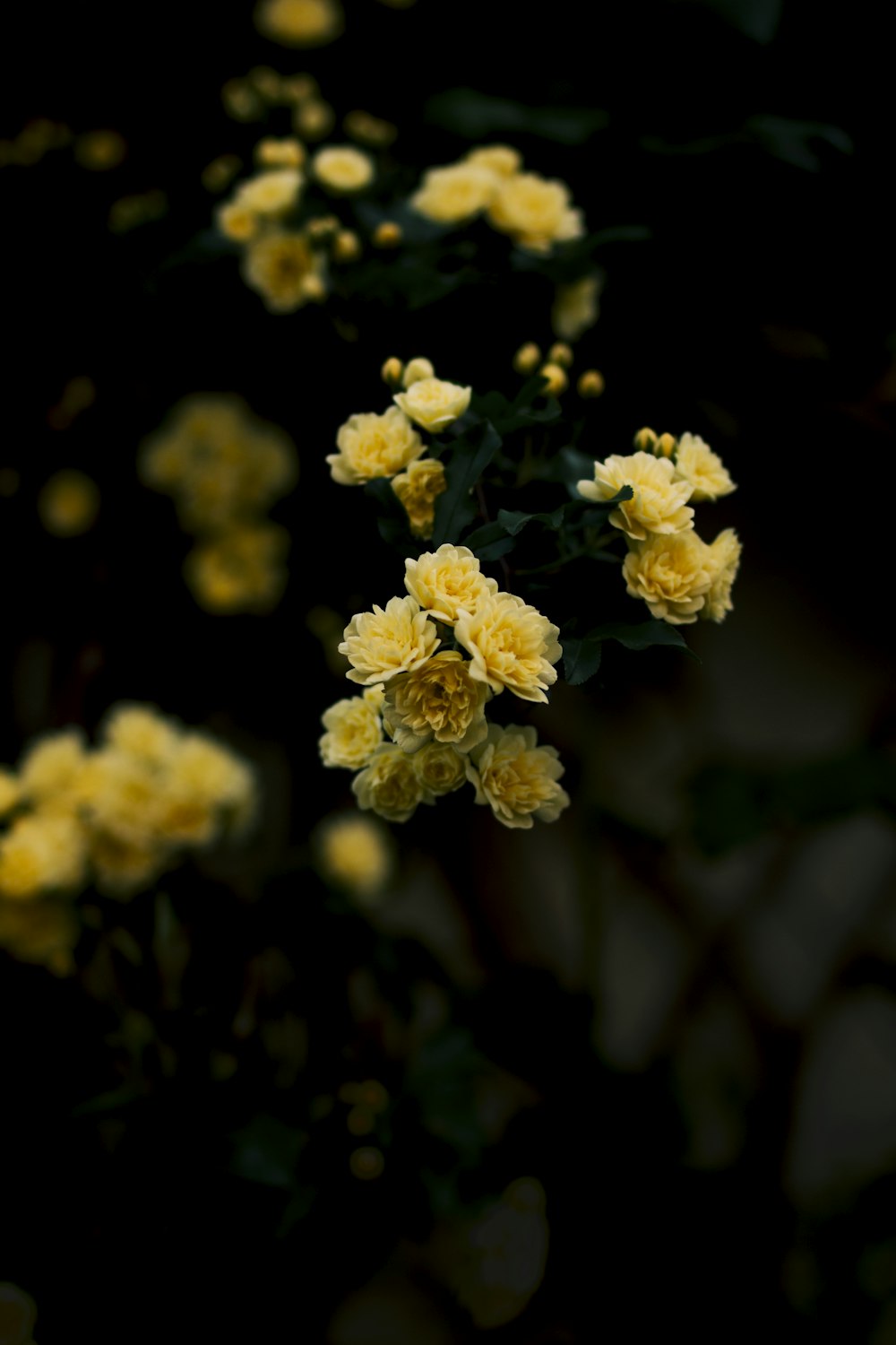 Photographie sélective de fleurs jaunes
