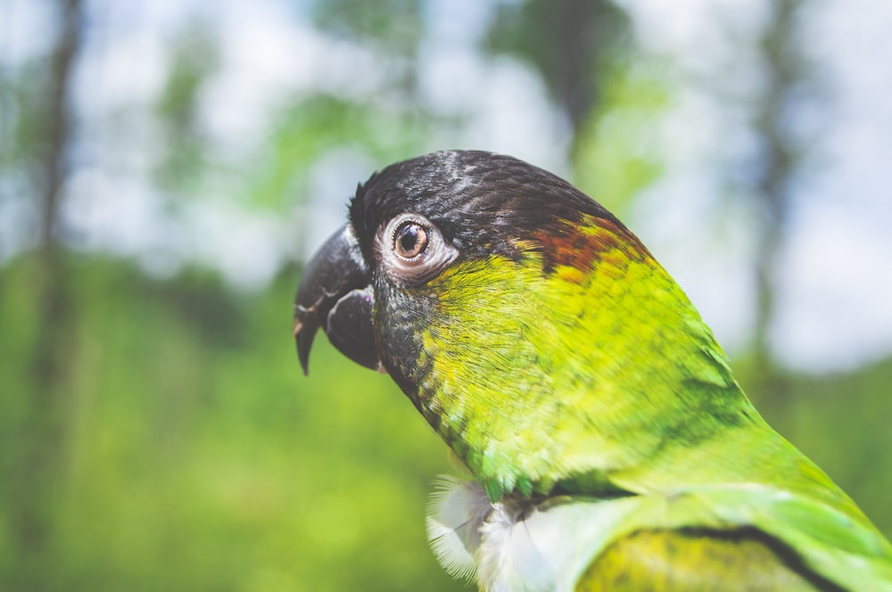 selective focus photography of green parrot
