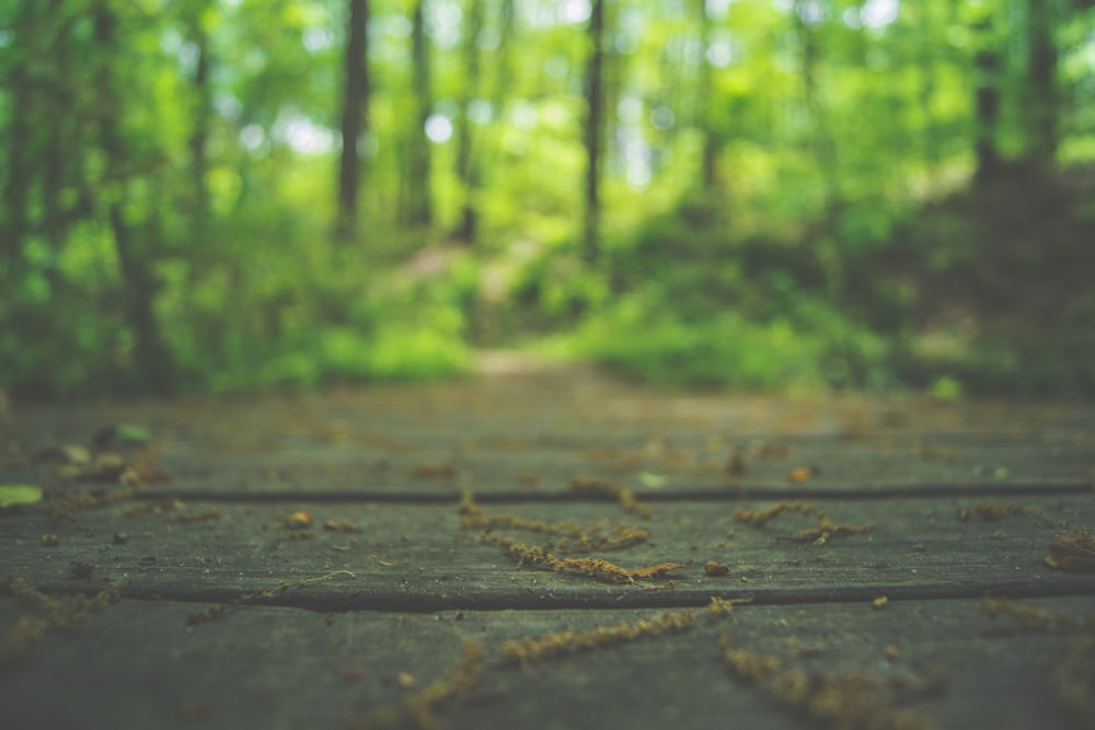 dried leaved on wooden dock