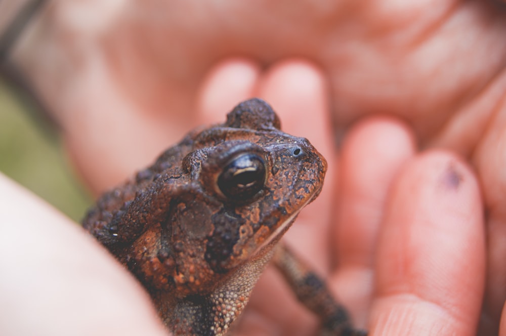person holding brown frog