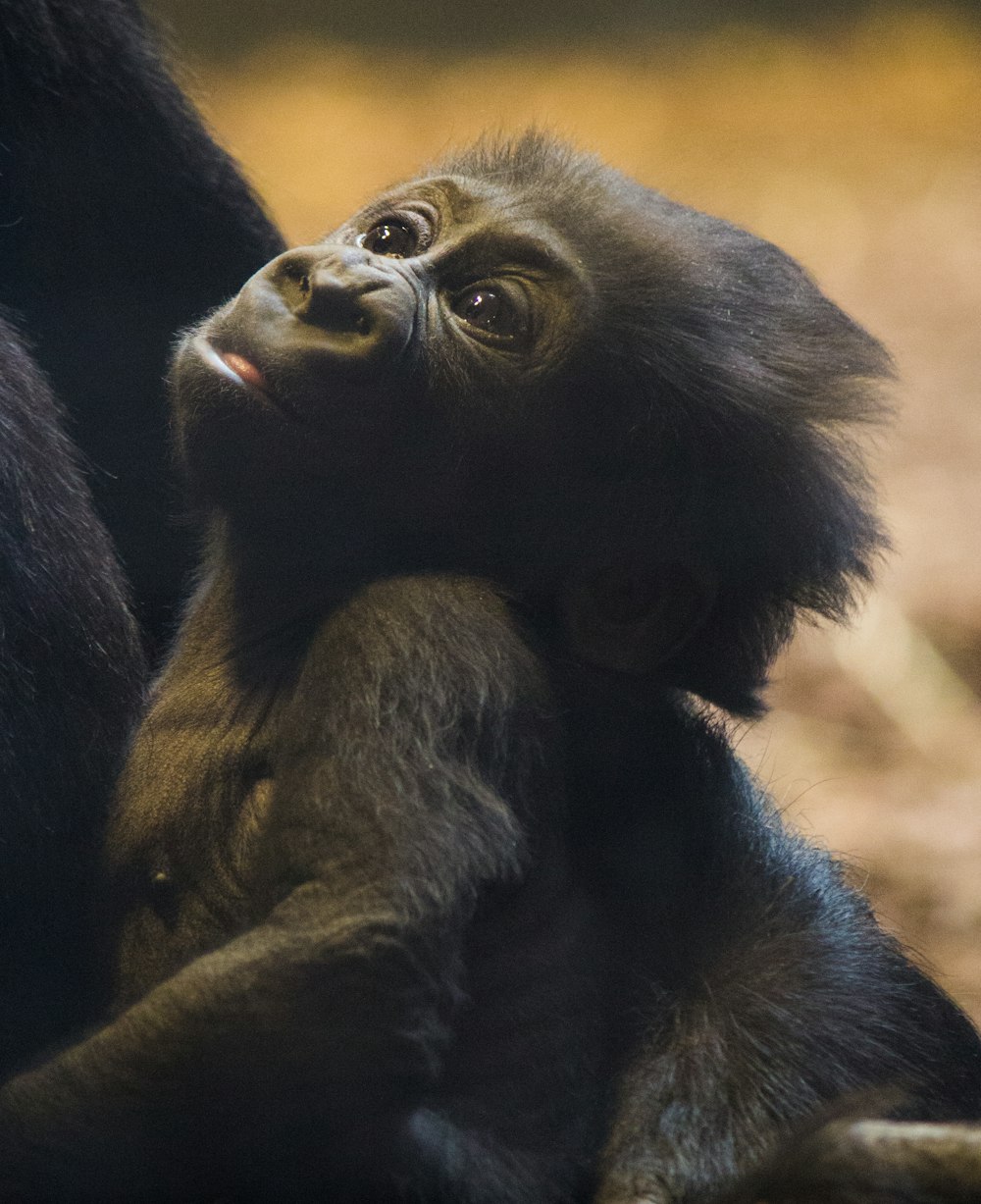 black baby gorilla