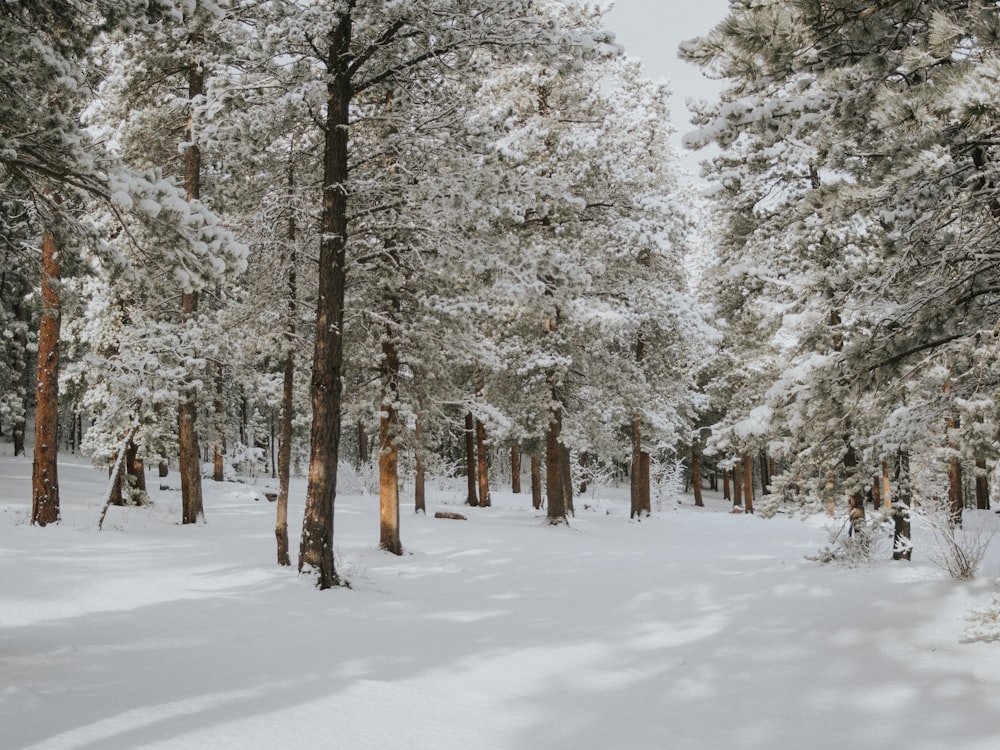 man's eye view of trees covered with snow