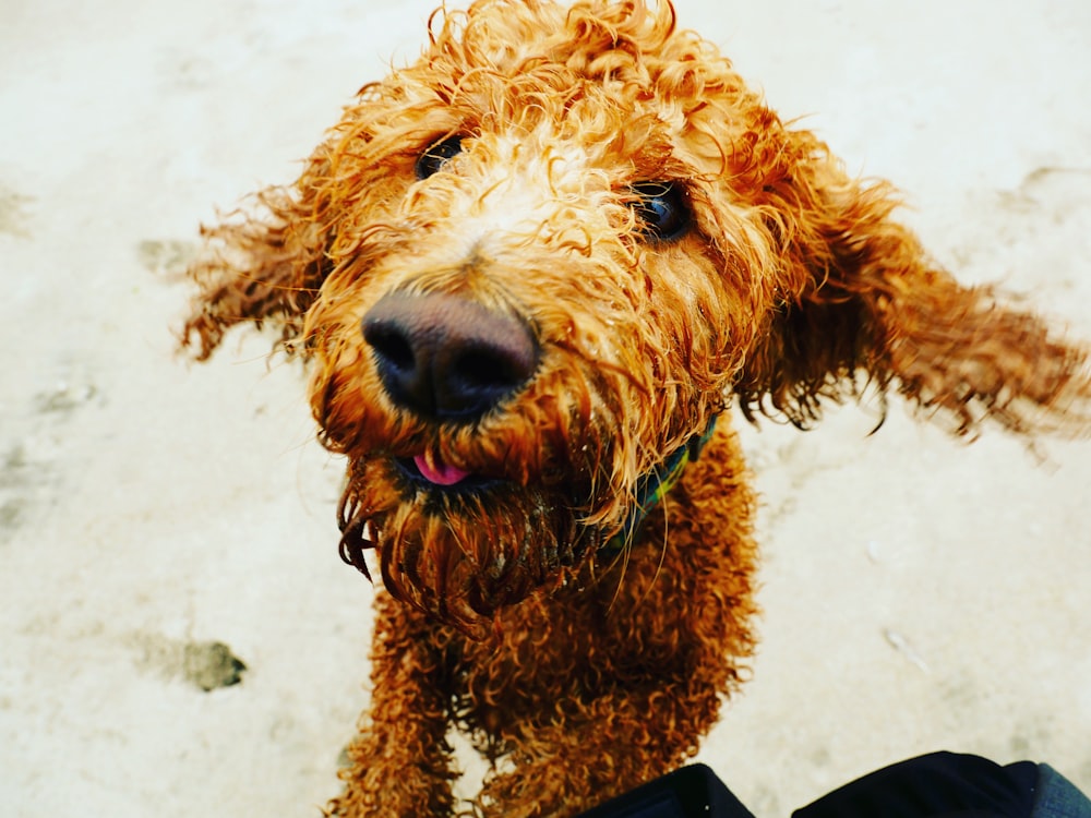 Labradoodle brun sur le sable pendant la journée