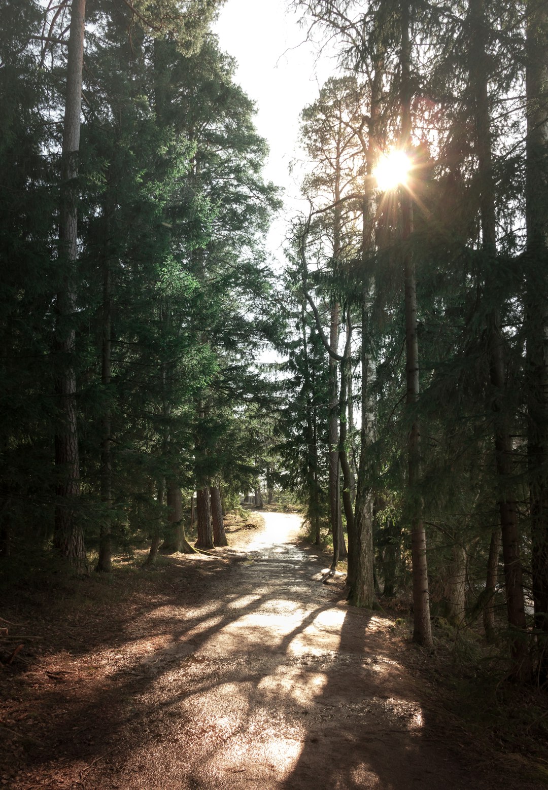 Forest photo spot Seurasaari Helsinki