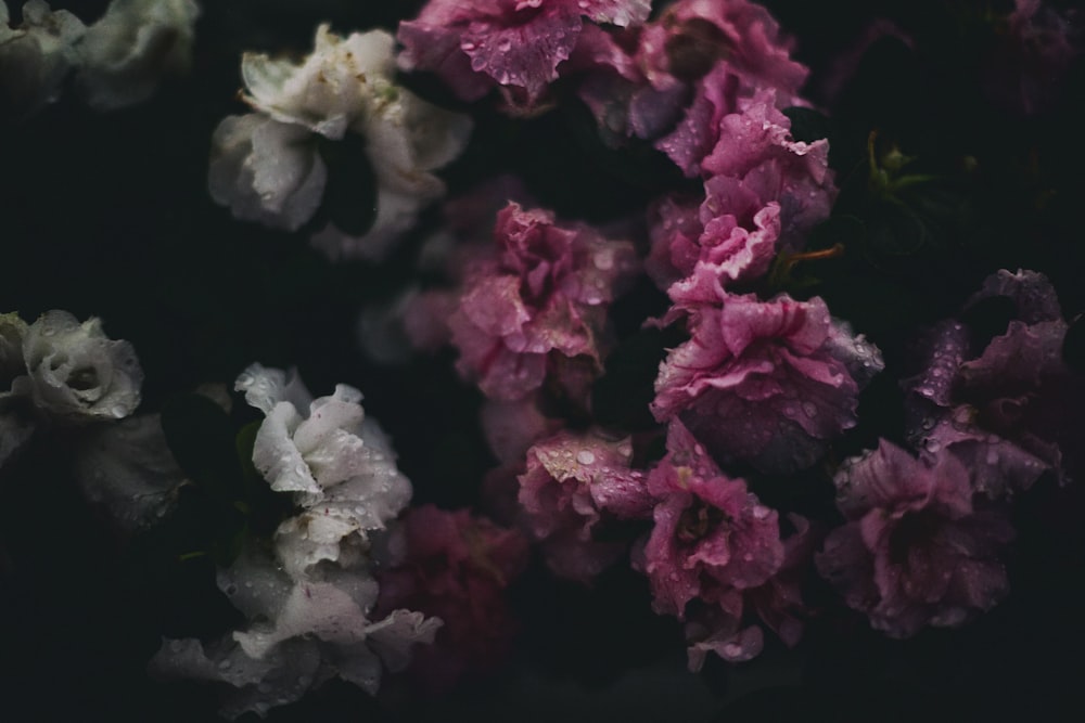 pink and white flower in black background