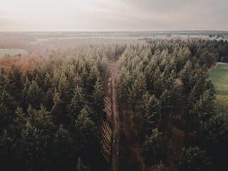 Aerial view of a dense forest with tall evergreen trees flanking a narrow path. The forest extends towards open countryside in the distance, under a cloudy sky that suggests a serene, yet slightly somber atmosphere. Logs are visible alongside the path, indicating recent forestry activity.