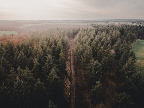Aerial view of a dense forest with tall evergreen trees flanking a narrow path. The forest extends towards open countryside in the distance, under a cloudy sky that suggests a serene, yet slightly somber atmosphere. Logs are visible alongside the path, indicating recent forestry activity.