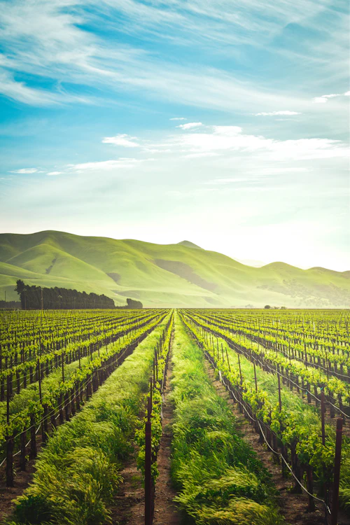 Green crop rows rolling over a hill