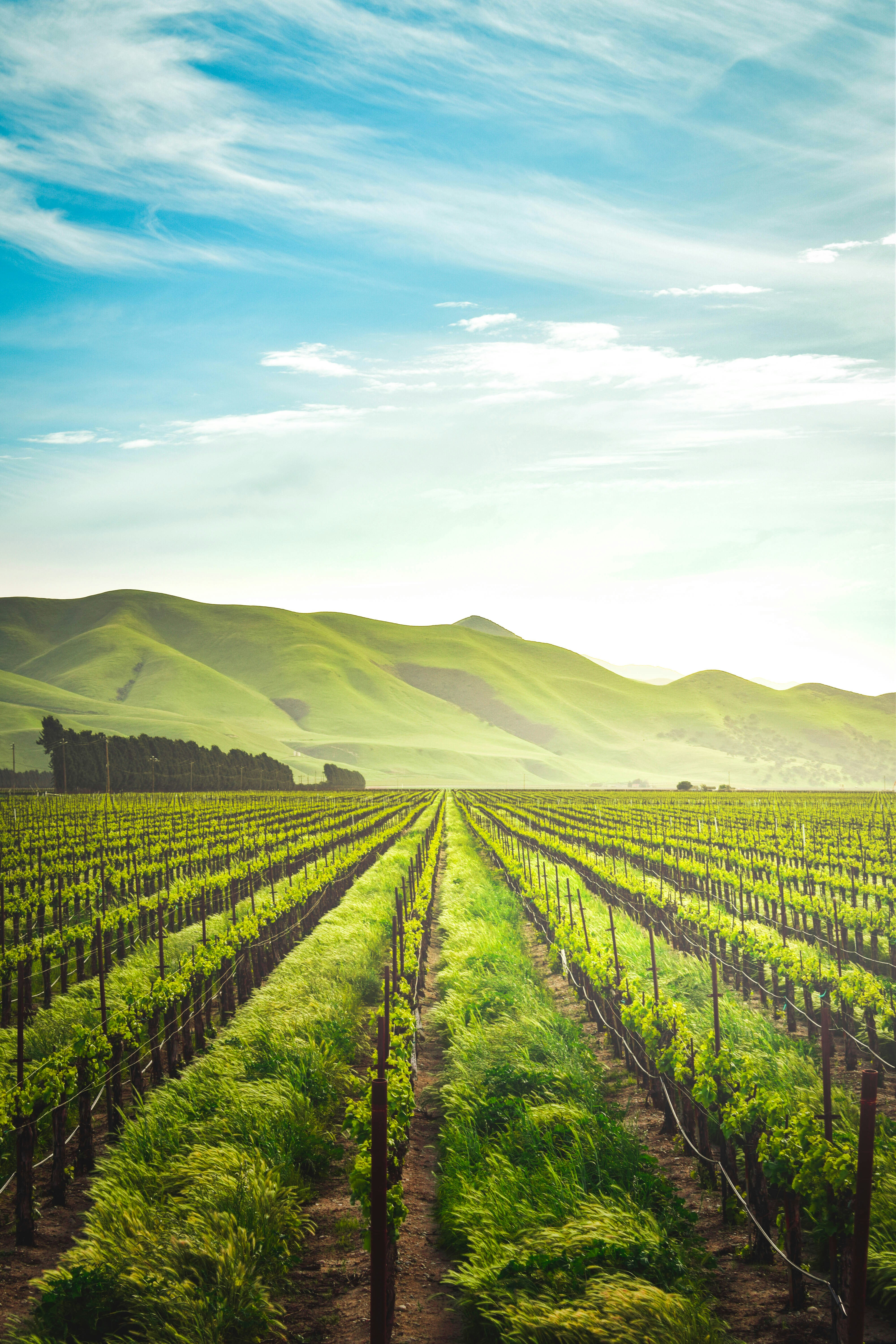 &quot;Shot in the agricultural heartland of California. This is the side of the Golden State you don\u2019t see so often. Please credit my instagram @adele_payman if you use this photo.&quot;