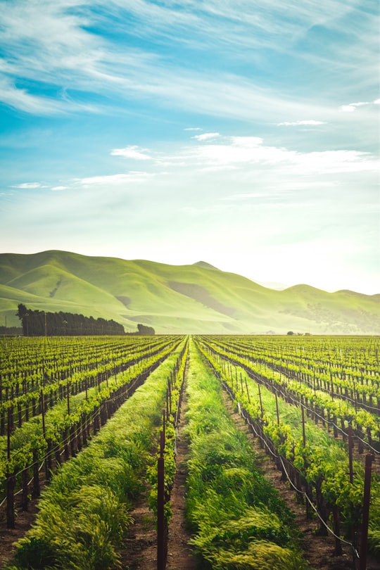 green leafed plants during daytime in Soledad United States