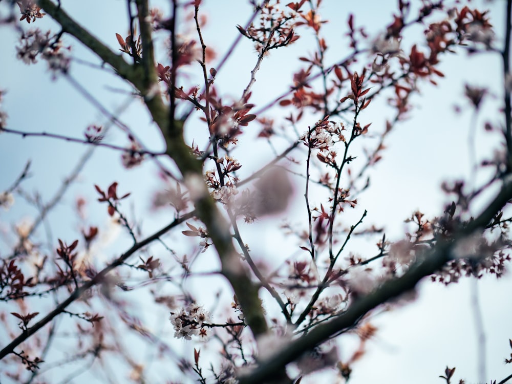 selective focus photography of tree