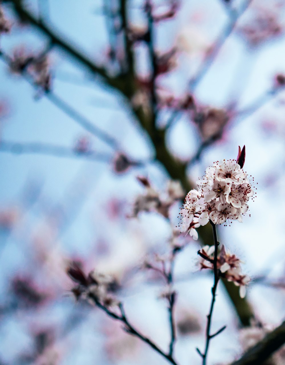 분홍색 벚꽃 나무의 선택적 초점 사진