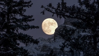 silhouette of trees with full moon