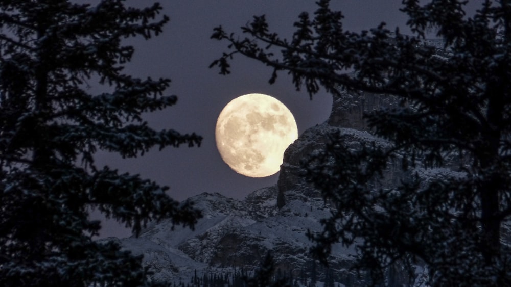 silhouette of trees with full moon