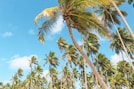 palm trees