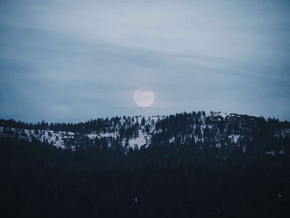 landscape photo of trees in forest at golden hour