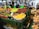 A vibrant outdoor market stall with various fruits neatly arranged in boxes. There are apples, pears, lemons, and other produce on display, with price signs on top of the boxes. Several people are either working or browsing through the market in the background.